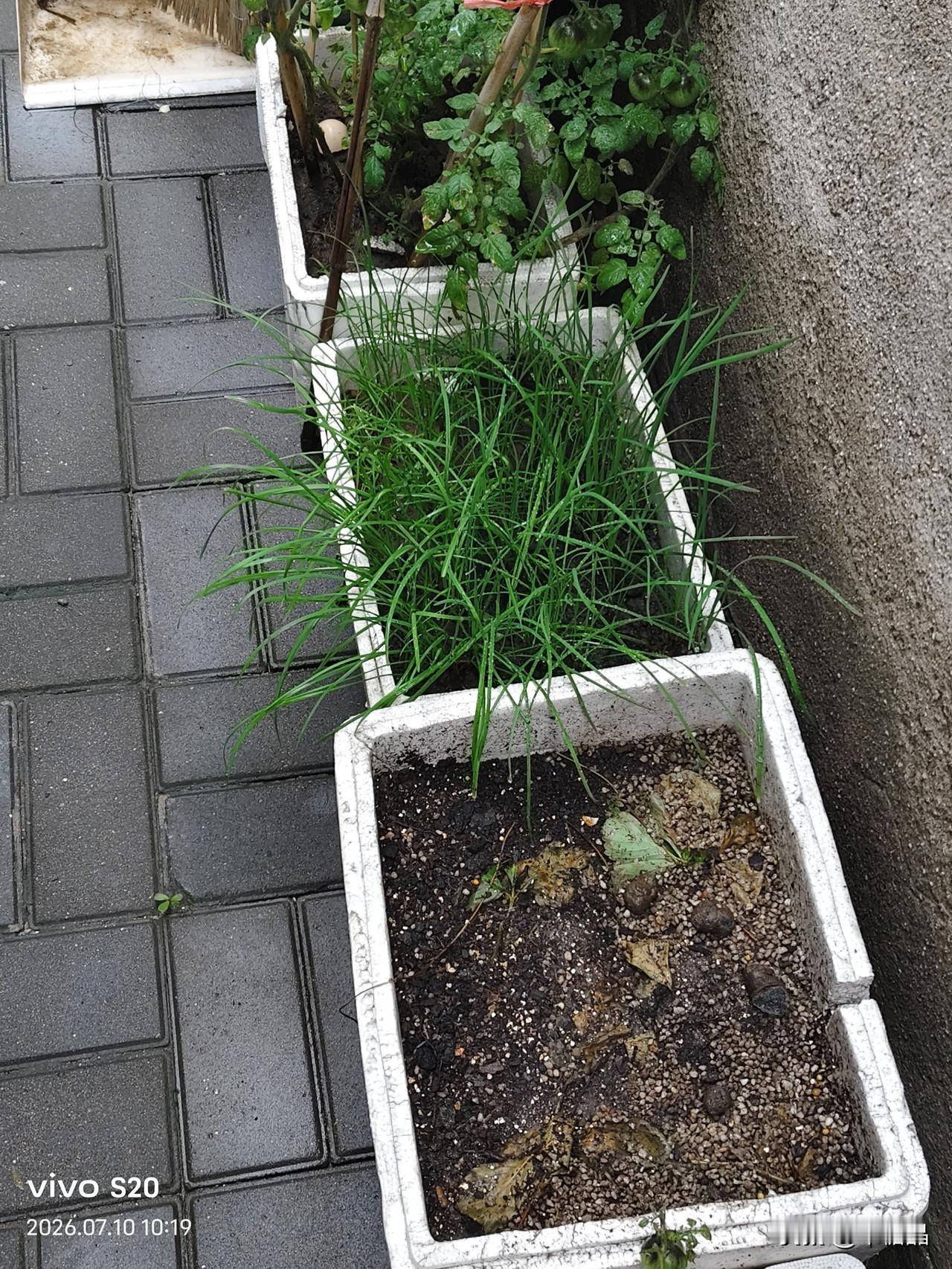 今天去前门大栅栏附近的博兴胡同朋友家里吃饭。两个50后的大姐热情款待，我说想吃韭