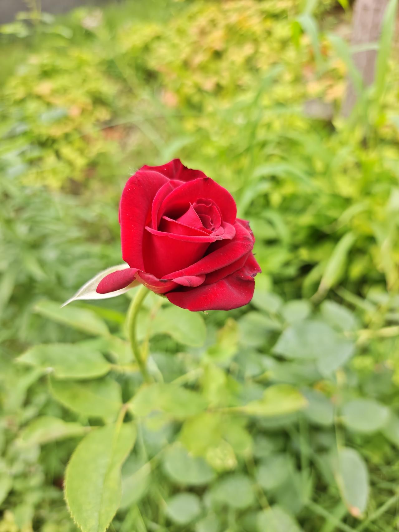 花朵大、花型丰富，常用于切花、花篱、花坛造景，很多城市会把月季选作市花。
