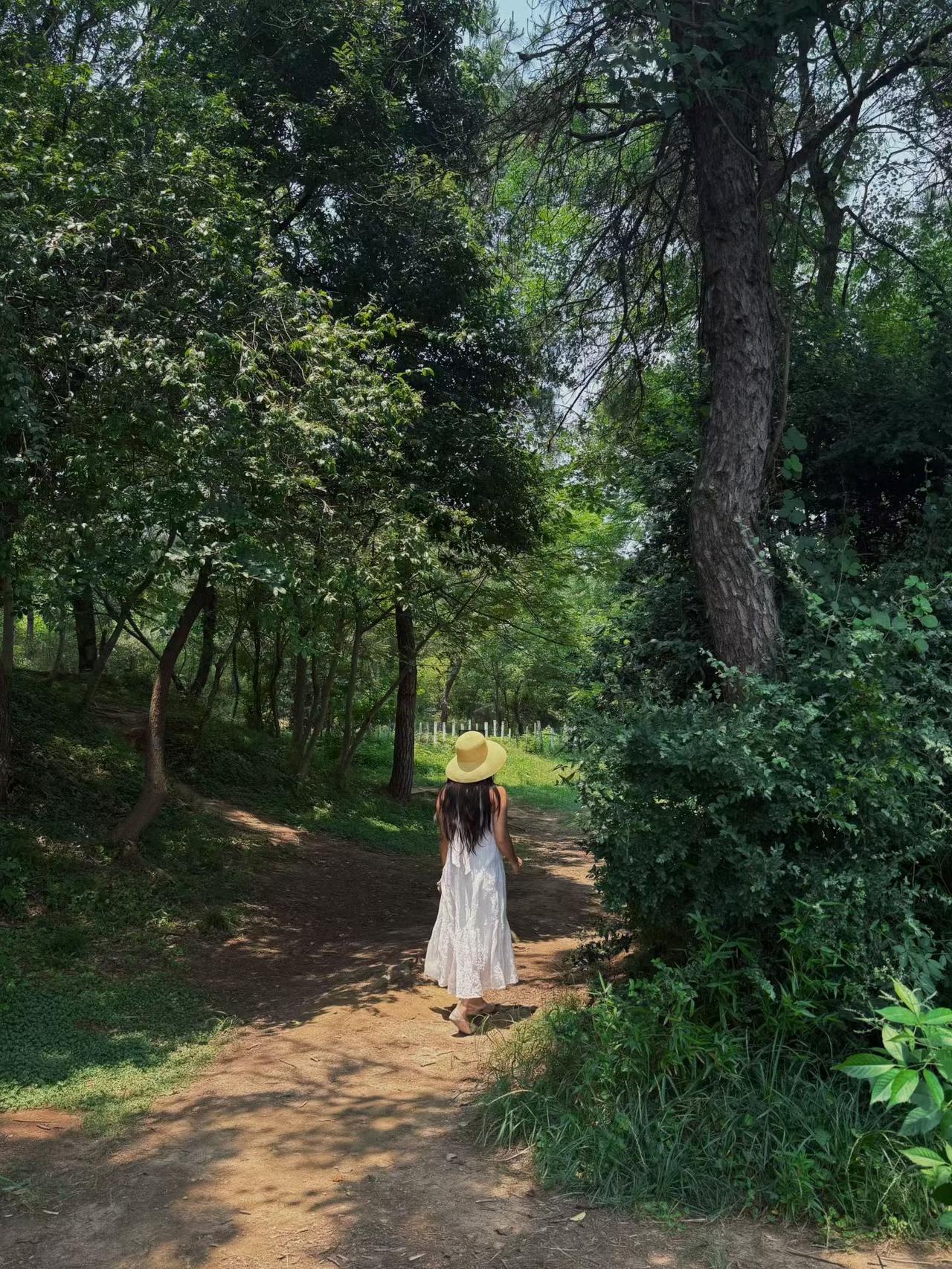 出来抱树🌳
（Yoyo女士）
我思索着Yoyo为何抱树，良久，只想到一句话：落