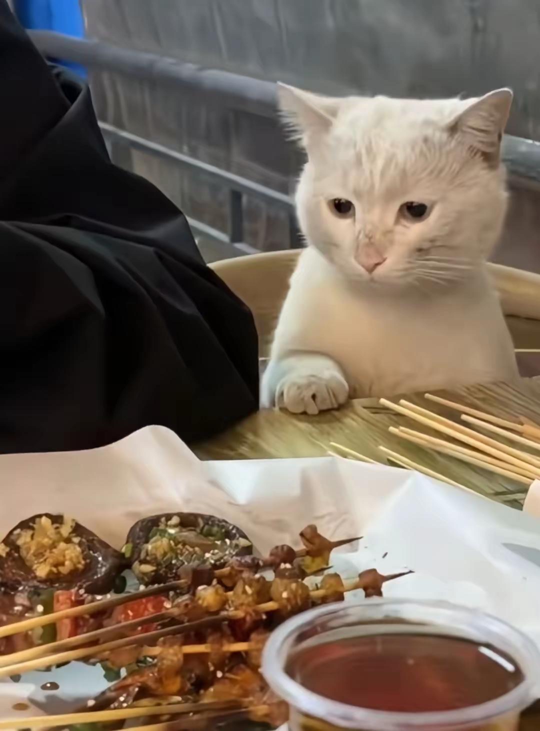 小哥在路边摊吃烧烤，吃着吃着，座位上突然冒出一只流浪猫。小流浪是只白猫，脸上脏兮