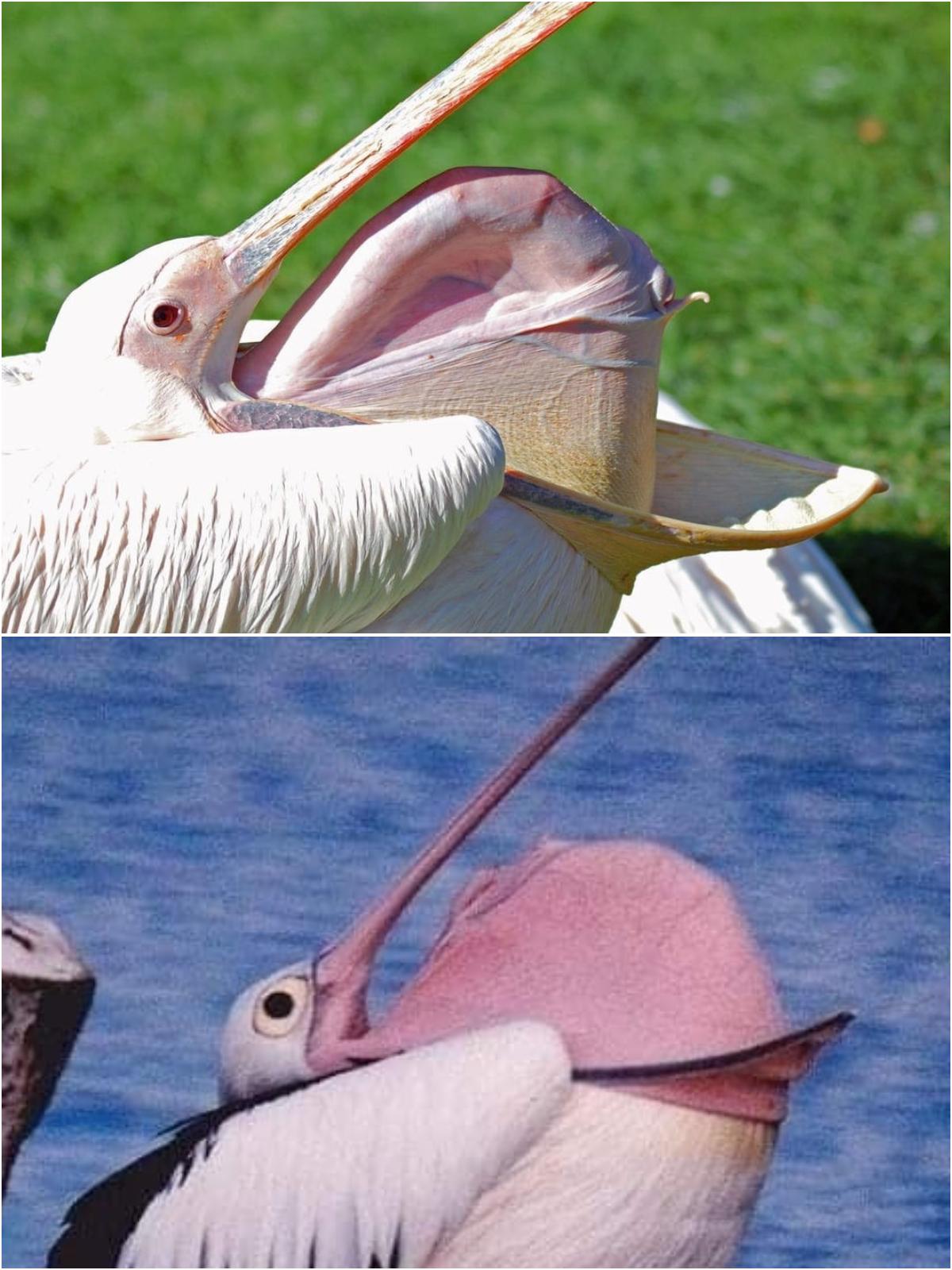 当鹈鹕很热时，会把颈椎吐出来降温？

其实，它们做出这种动作，并不是为了降温，这