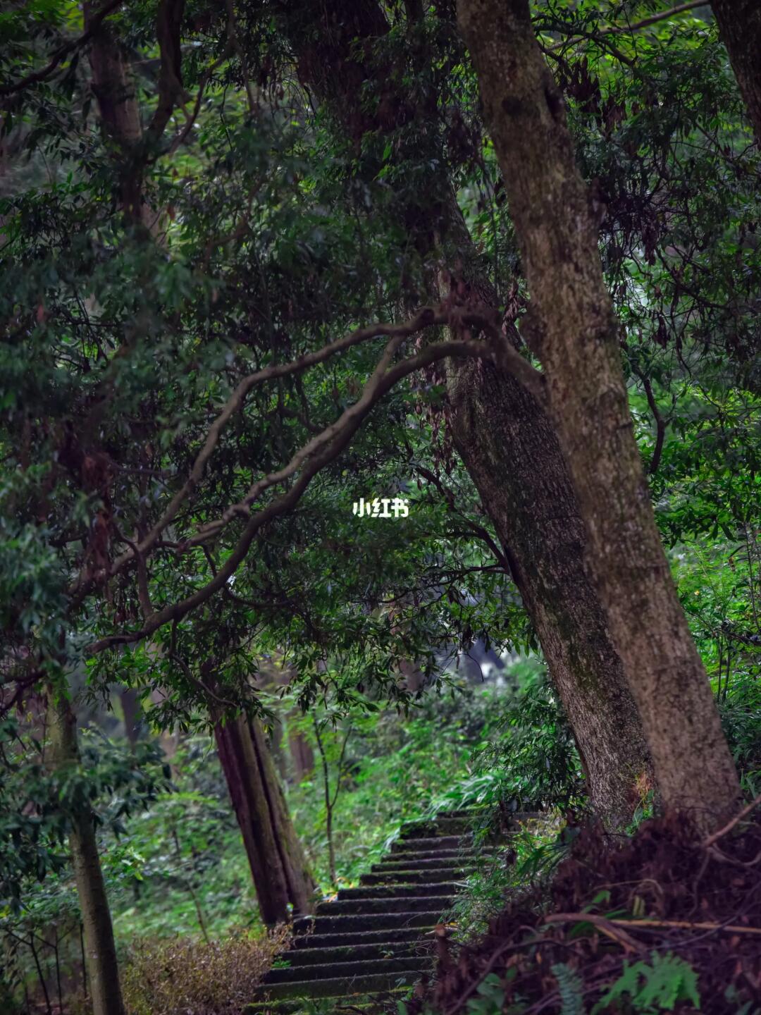 成都1.5h，徒步清幽古寺里的悬崖天梯‼️