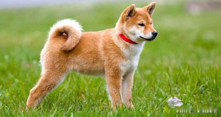 戌狗请注意！5月天降大喜，好事扎堆来✨
属狗的朋友看过来，5月好运直接拉满，特大