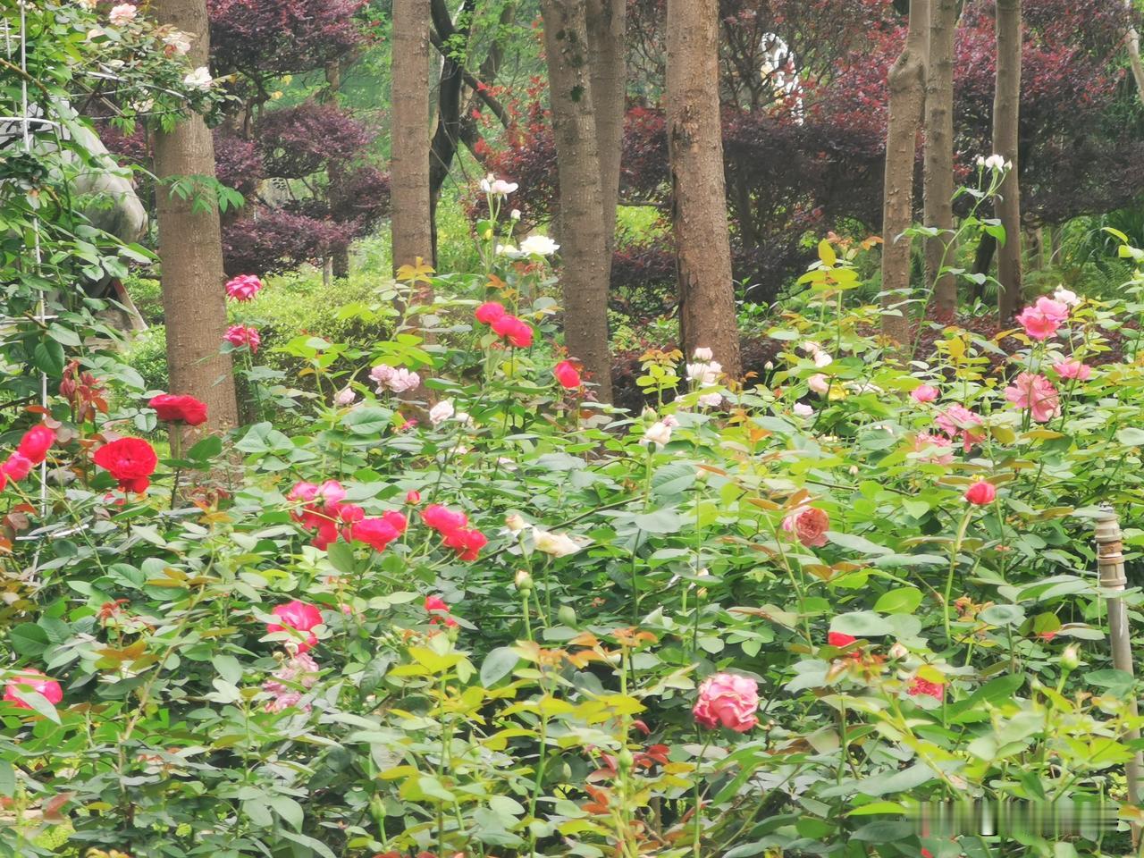 马鹿山公园月季花开