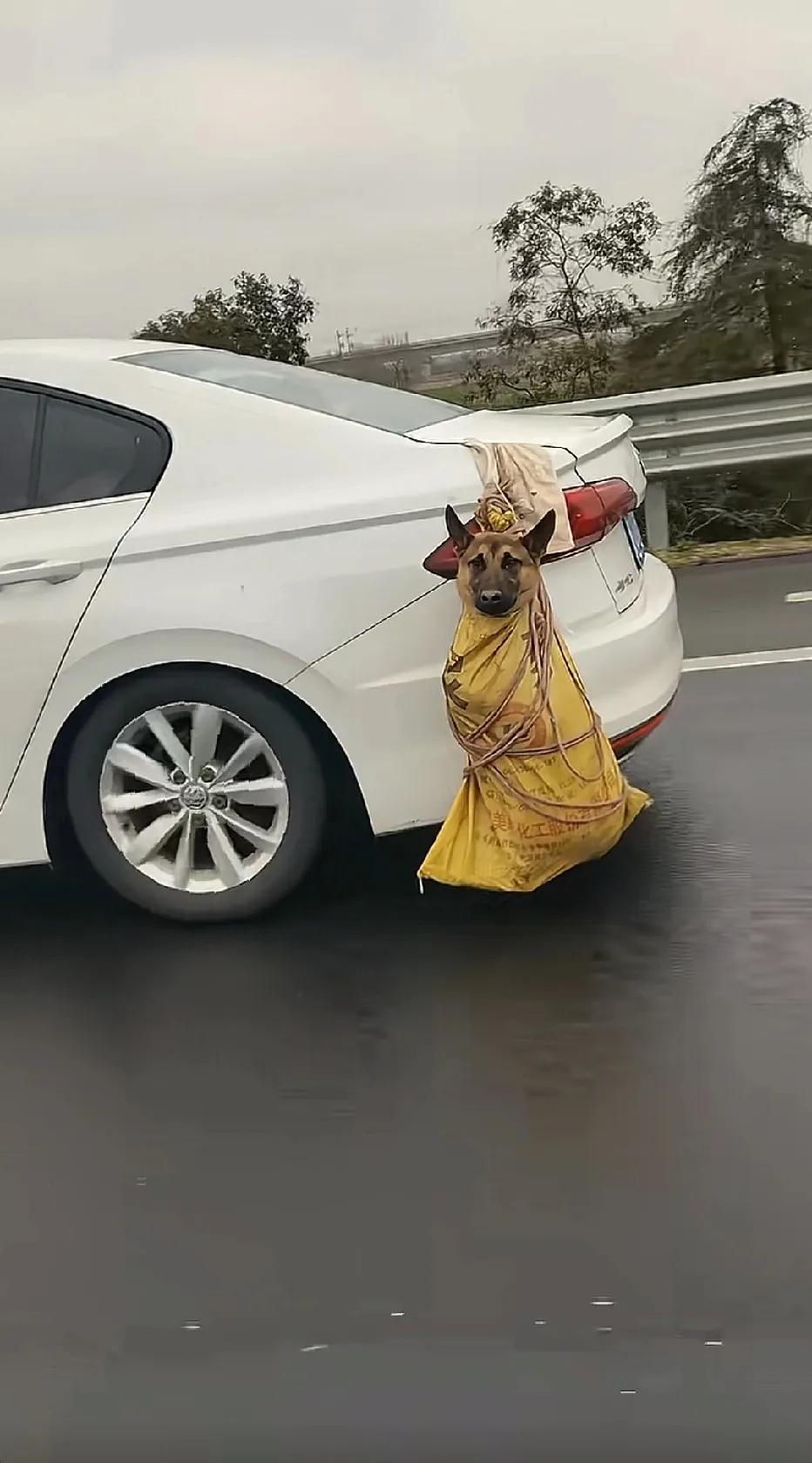 你说不爱吧，能带着一起走，你说爱吧，又不肯让它坐车里……车子要是被剐蹭，不敢想狗