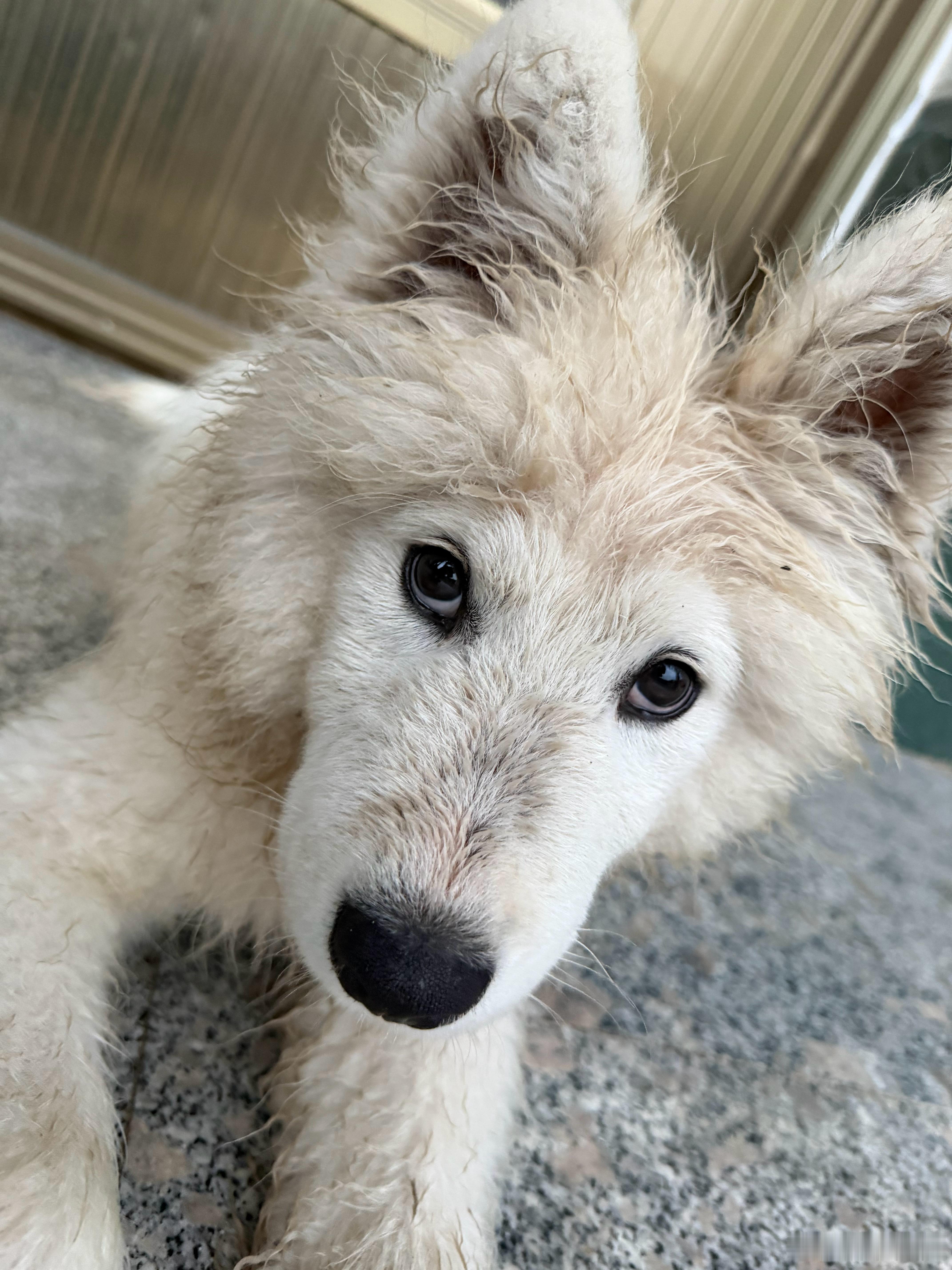 萌娃熊宝 在雨里撒完欢的狗子🐶被狗耽误的历史博主