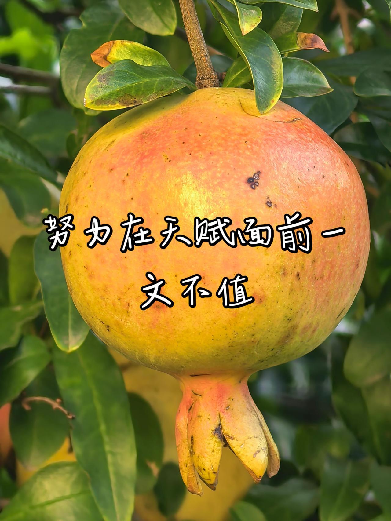 努力在天赋面前一文不值