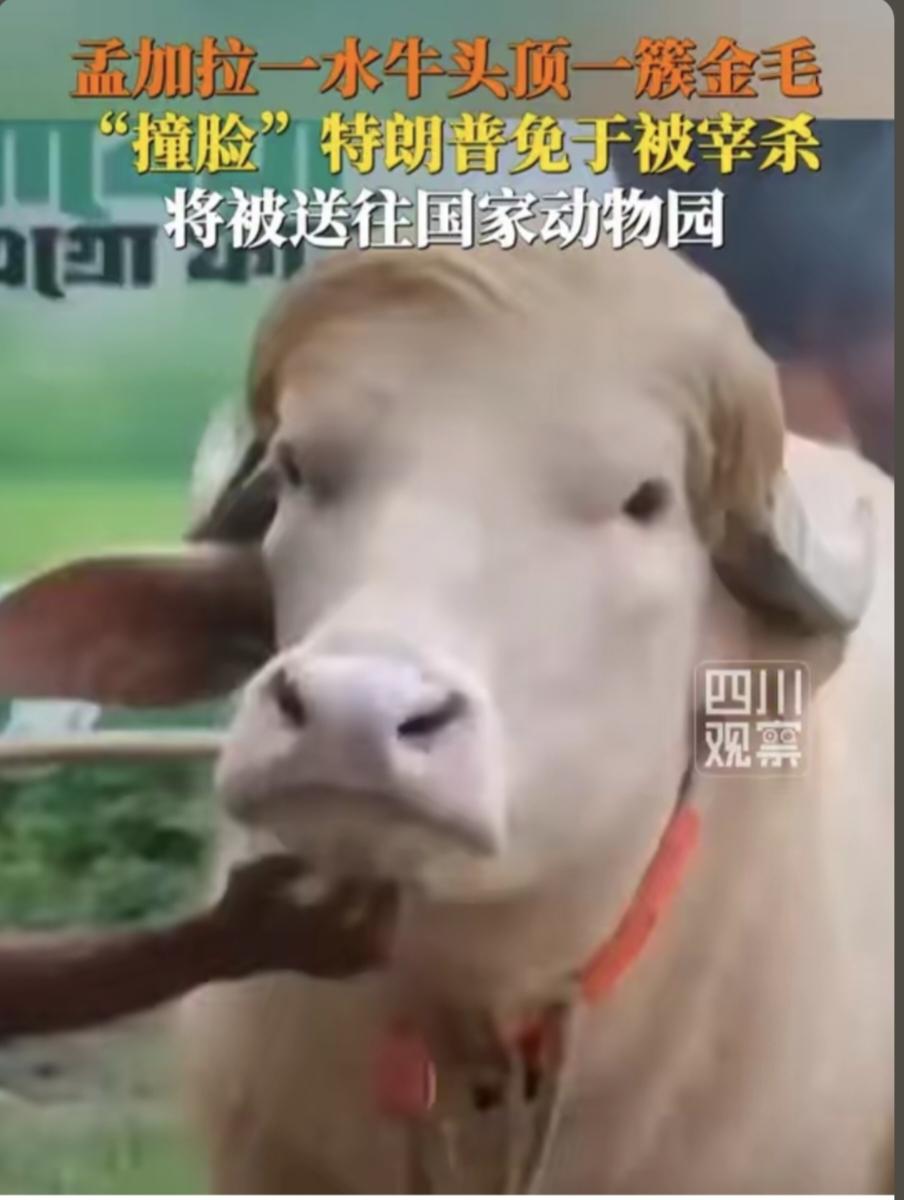 活久见！

孟加拉国一头白化水牛，原本要被拉去宰杀祭祀，因头顶长着一簇金毛，“撞