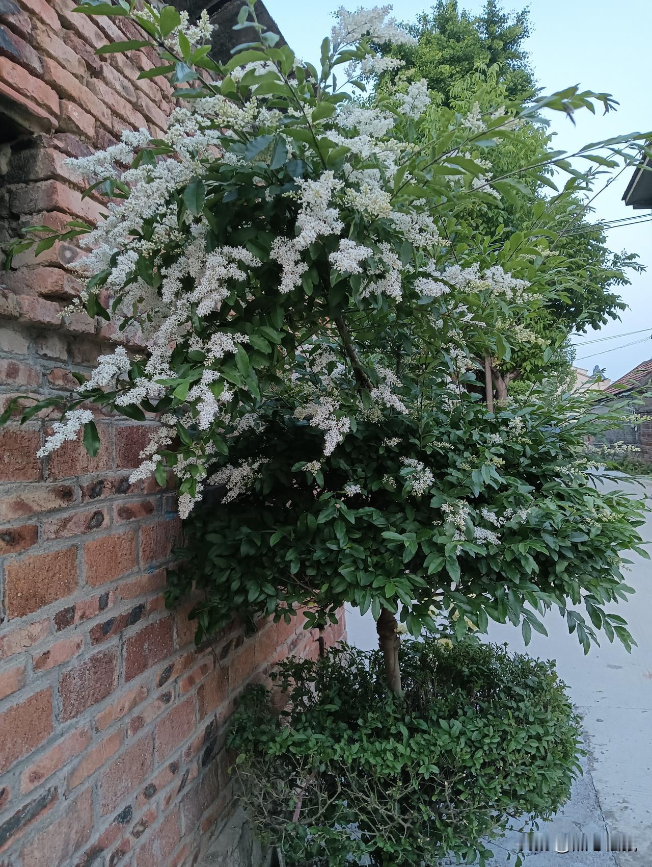 绿意盎然的庭院，盛开的白色花朵，静谧而美好。