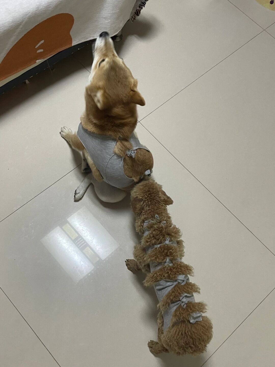 给狗子做的衣服好像有点紧身[doge] ​​​