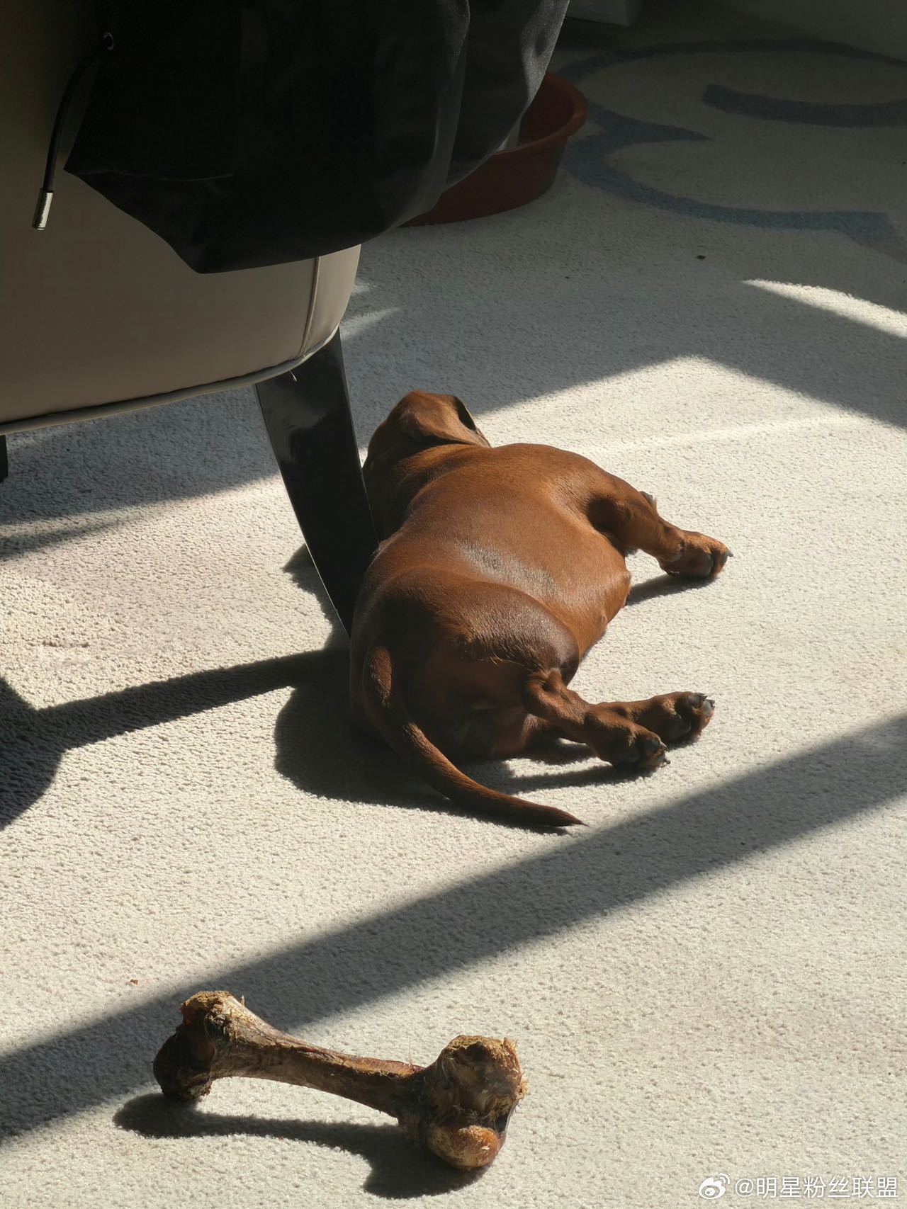 孙千写的小狗文学好有灵气孙千 到底谁设计的小狗 谁懂我一下，真的有被孙千的小狗文