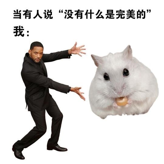 你一旦养过三线仓鼠你这辈子就定型了