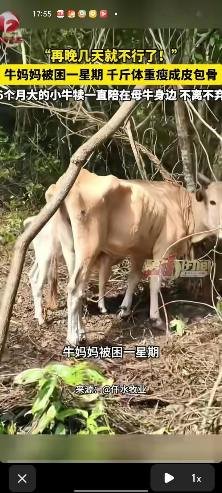 近日，九江市修水县。男子养了一群跑山牛，牛儿自己进山觅食，也会自己回来。几天前，