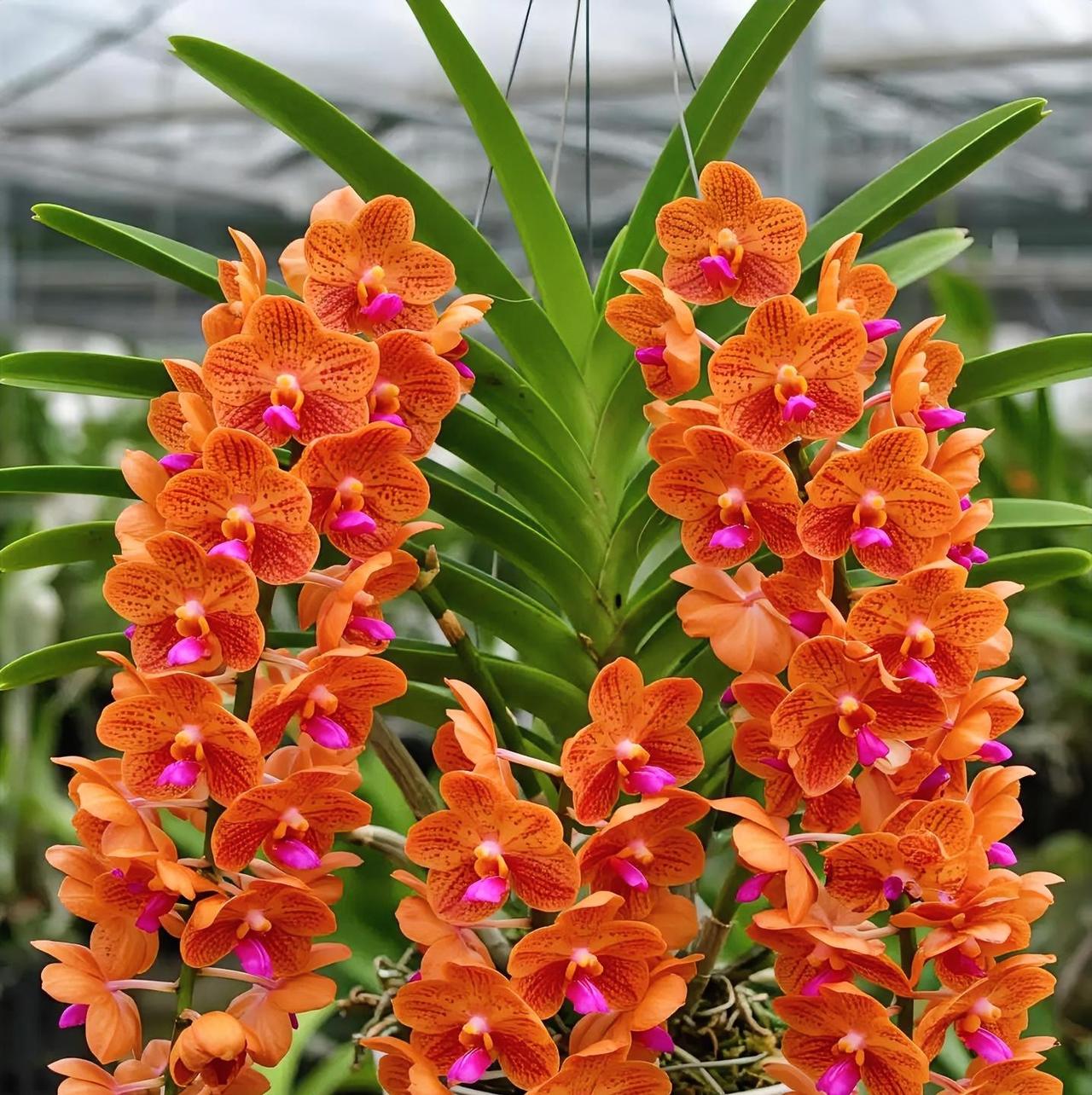 谁见过会“喘气”的草啊？！
我今天撞见个离谱玩意儿！看着像普通野草，叶子却会慢慢