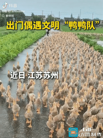 “上新华社了！”江苏苏州，大爷赶着上千只鸭群回家，这时一名路人骑车经过，旁人捍了
