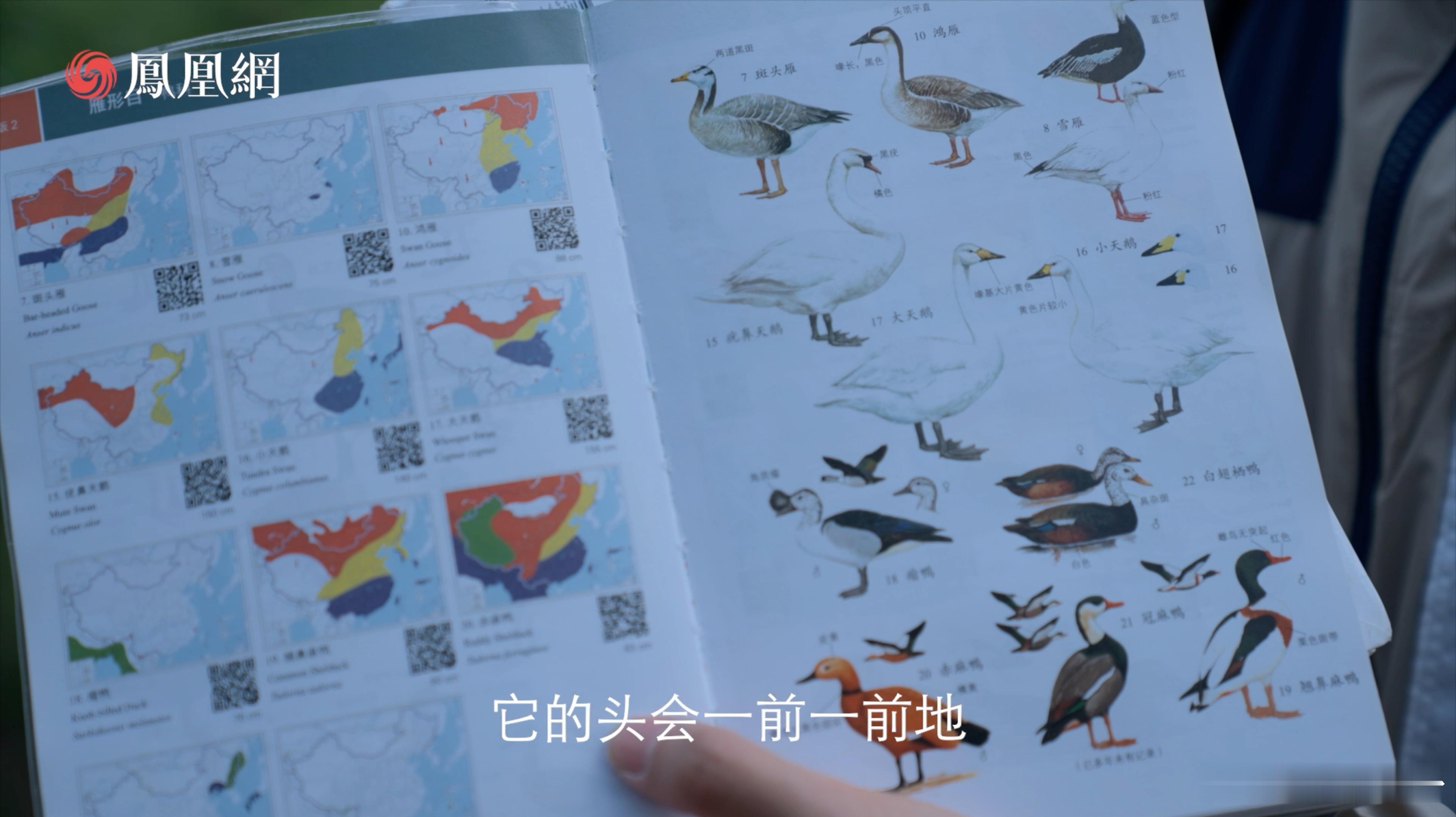 560种鸟类的记录背后，是00后北大女生对自然的热爱。她用观鸟镜代替手机，在都市