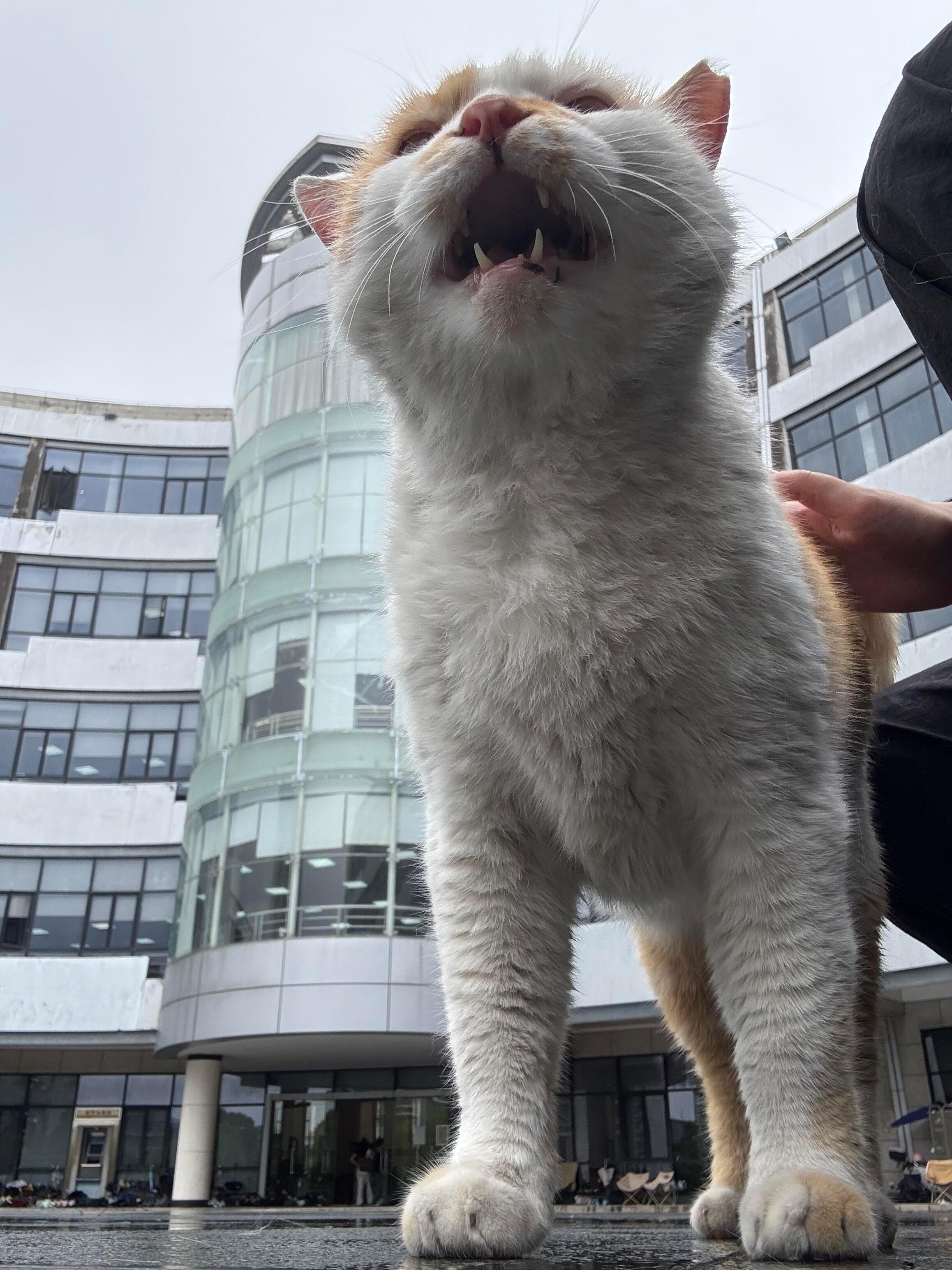 道理我都懂，可是猫猫为什么这么大？ ​​​