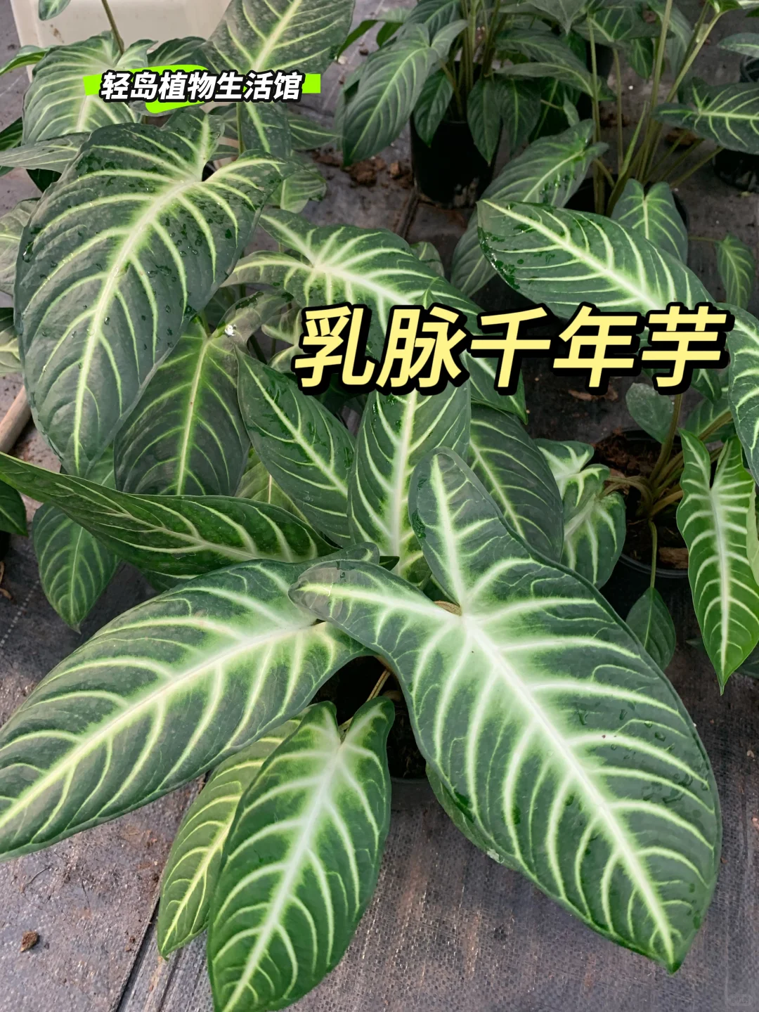 💫乳脉千年芋，时光中的绿色传奇💫