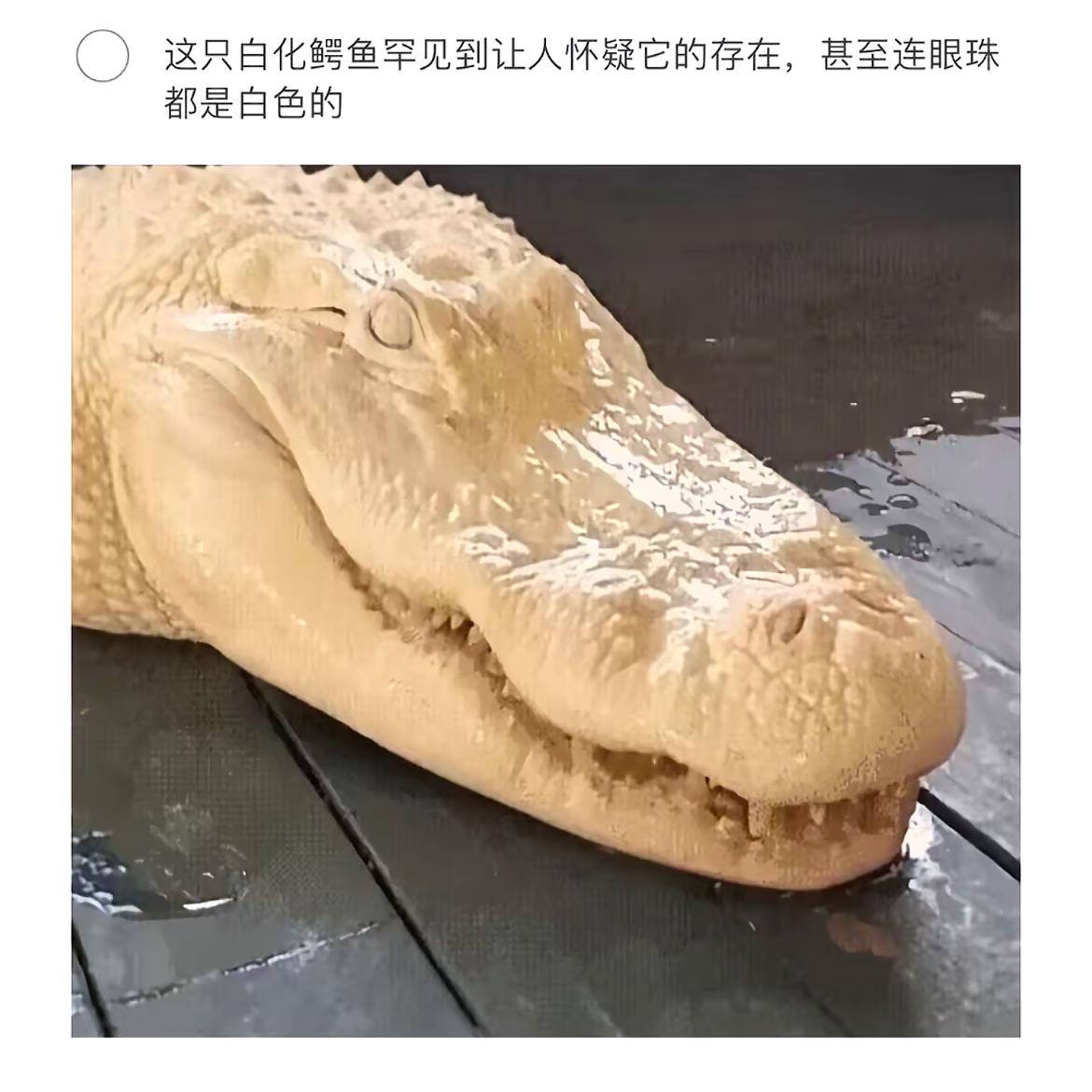 “罕见的白化鳄鱼，连眼珠都是白色的！”🐆💀😱
