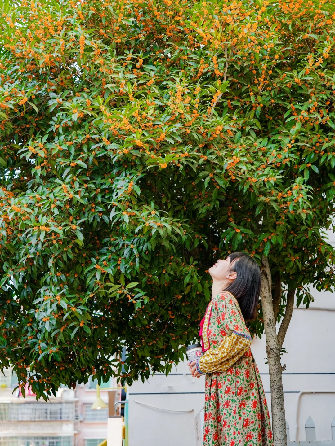 十月桂花开，不能错过的4个青岛赏桂地🍂