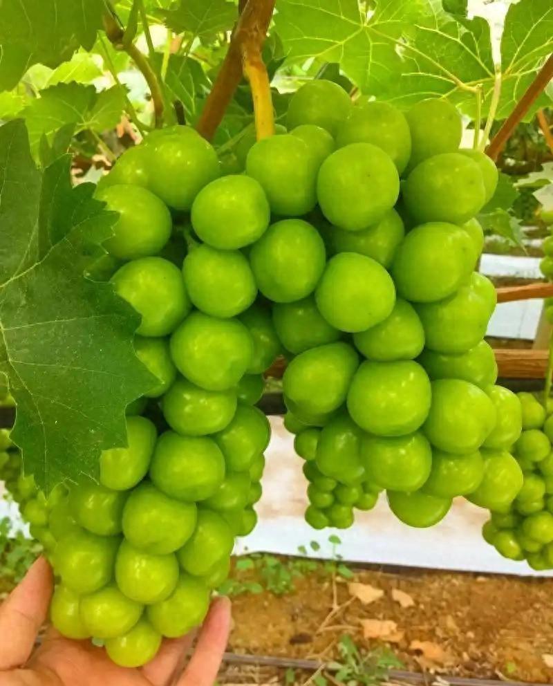 谁能想到，曾经一斤卖到300块、只有土豪才吃得起的“水果爱马仕”，如今竟然沦落到