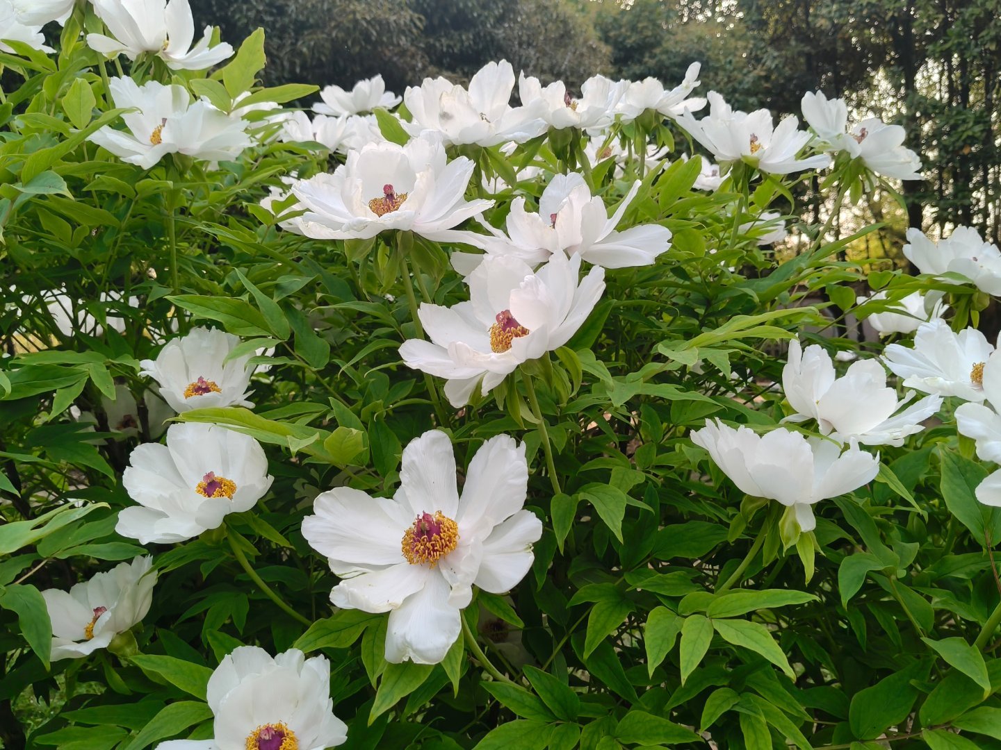 白牡丹，但不是洛阳的