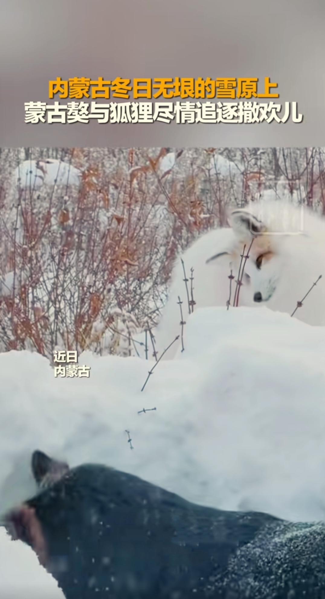 狐狸是真好看呀！
被红山晚报发的一段视频惊艳到了。
在内蒙古广袤无垠的雪原上，蒙
