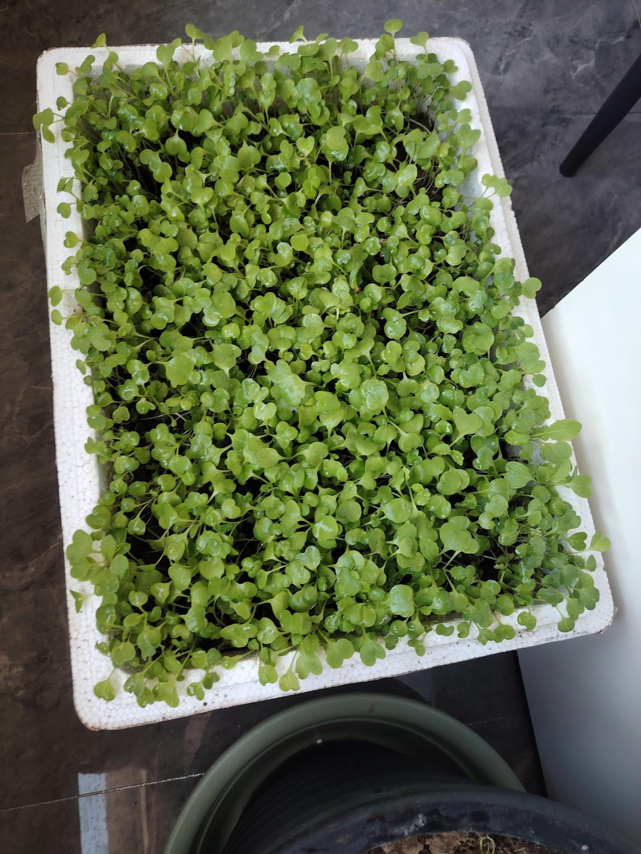 菜篮子工程又开始了啦，看看小菜长的怎么样？自我感觉还可以吧。