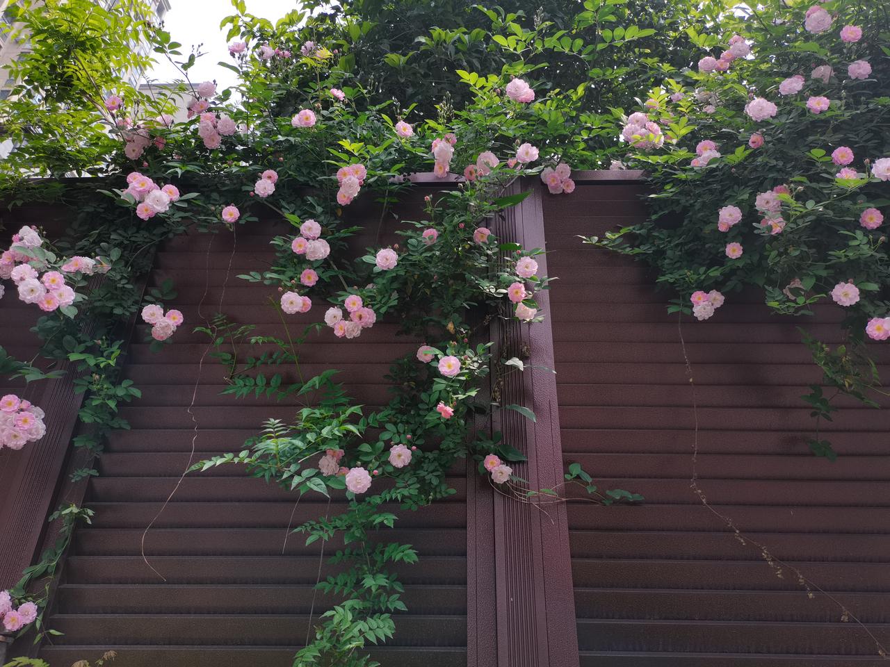 早上去上班在电梯口等电梯，
一个三四十岁的女人搭话：
你好小巧，看着跟小孩样。