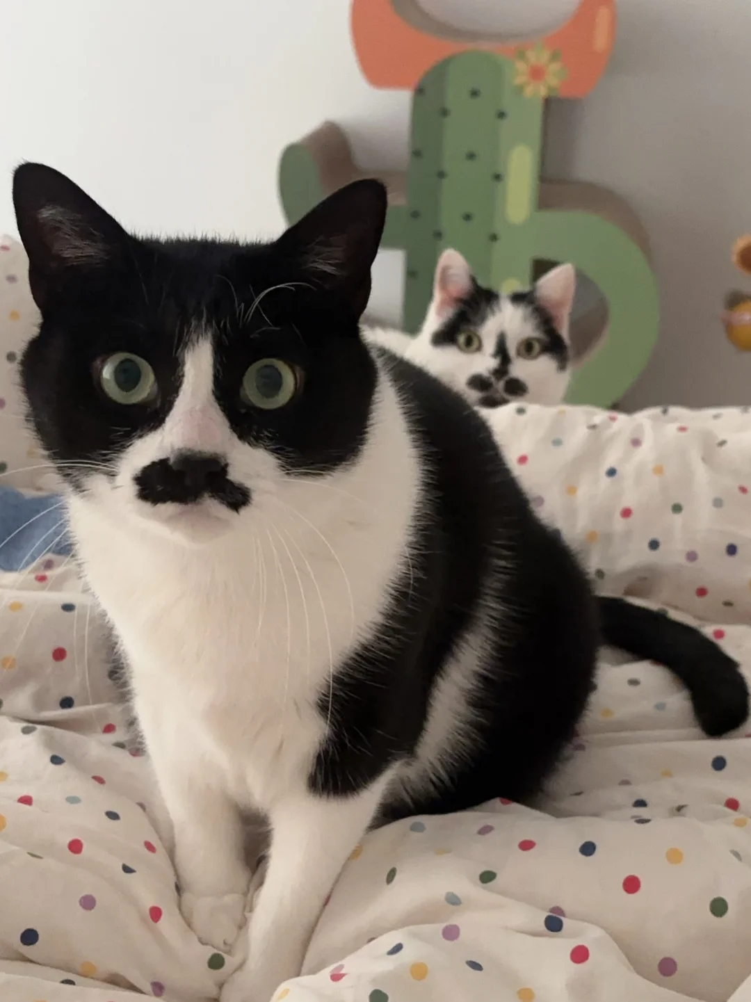 发一张你家猫的照片