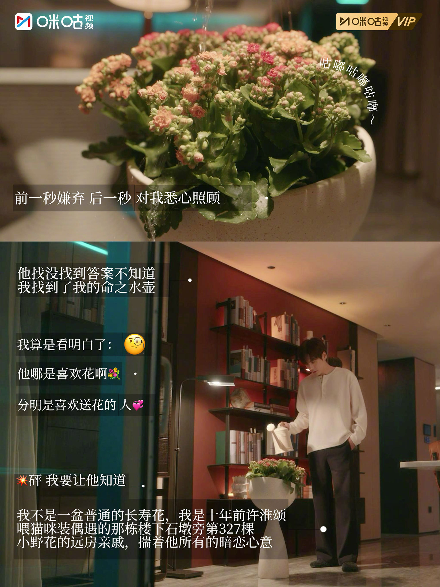 #上咪咕看你是迟来的欢喜# 【怦然日记本】不是雪山不是狐狸不是酱板鸭，我是长寿花