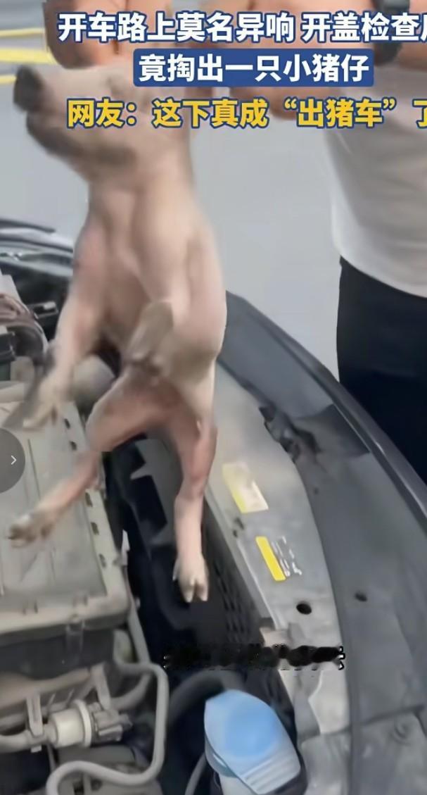 “出猪车”惊现！开车路上竟掏出一只小猪仔！