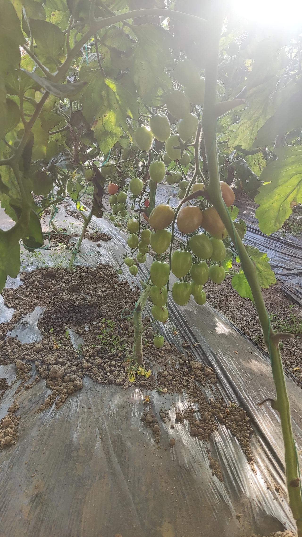 今年冬天的不同西红柿透亮