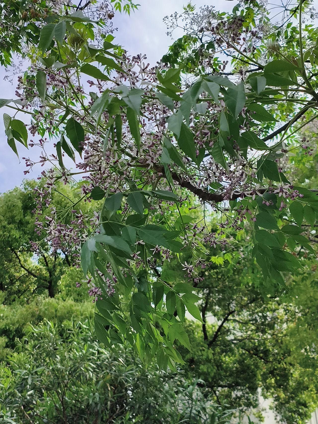 五月。天清气朗，小满满人间

忙里偷来的几许闲暇，总是会为寻常日子，觅到一些小小
