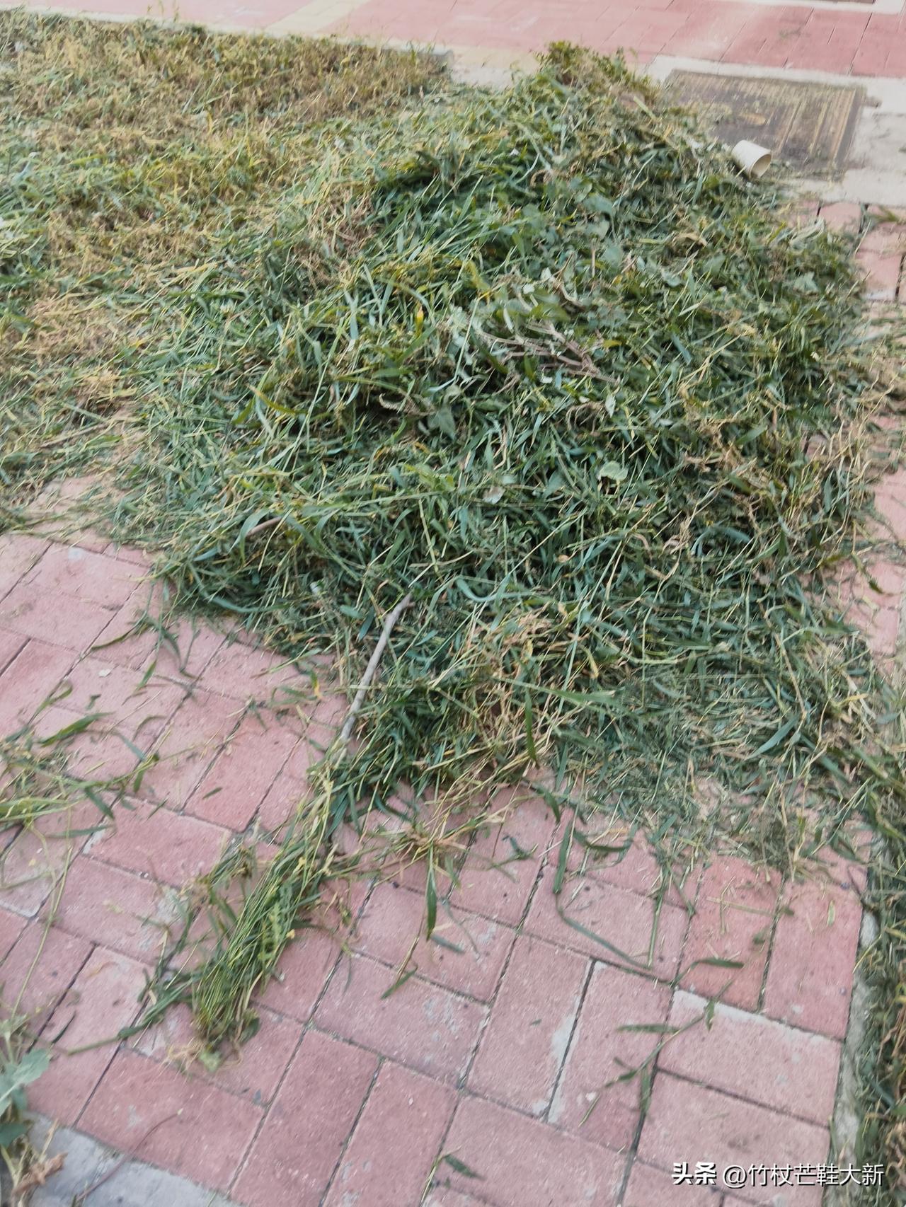 这就是秋后问斩吧！早晨听到楼下，嗡嗡的机器声，是割草机的声音，楼道里，闻到草茎汁
