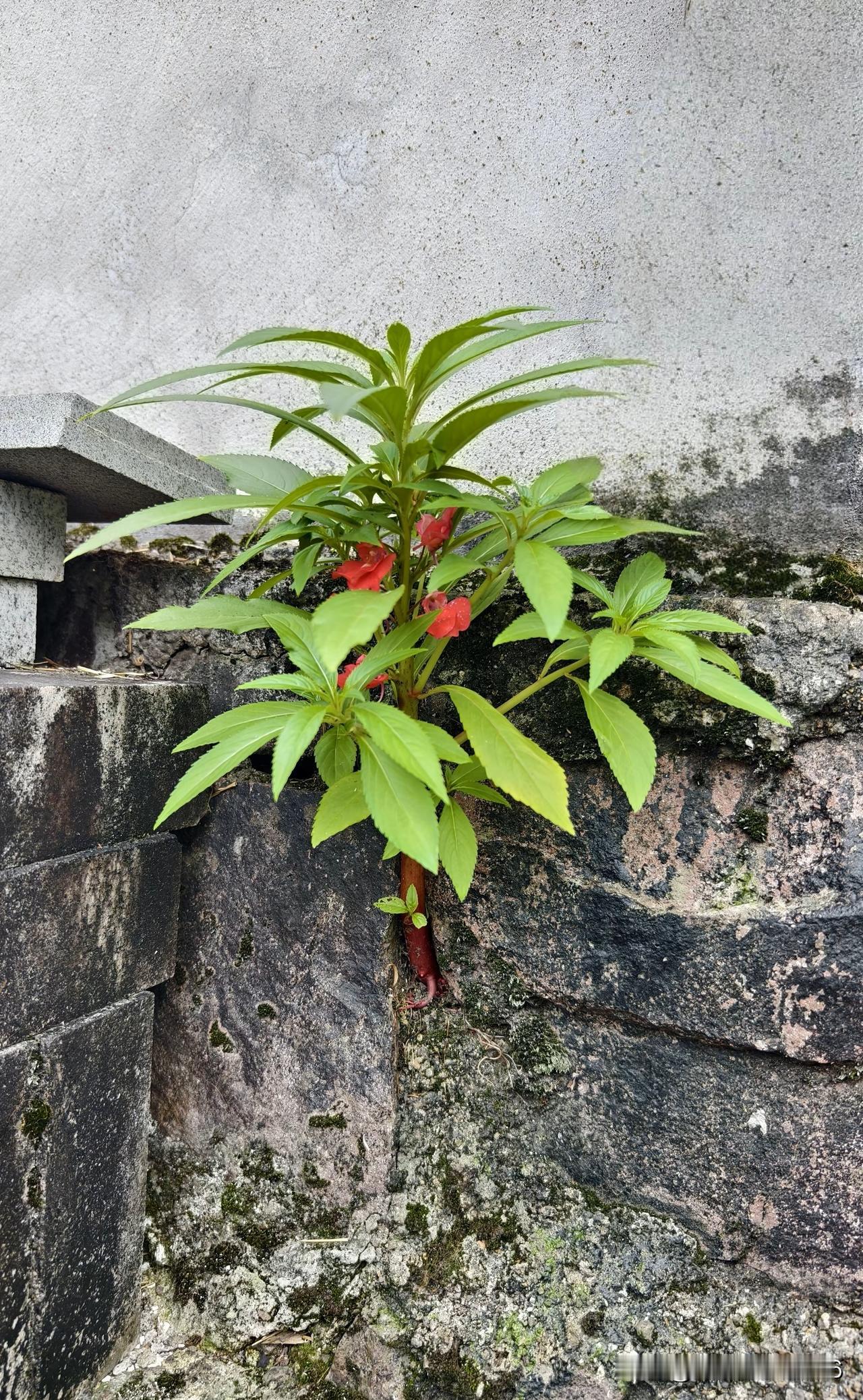 1. 于石缝扎根，于绝境开花。哪怕没有沃土，也要拼尽全力生长。
2. 砖墙缝隙里
