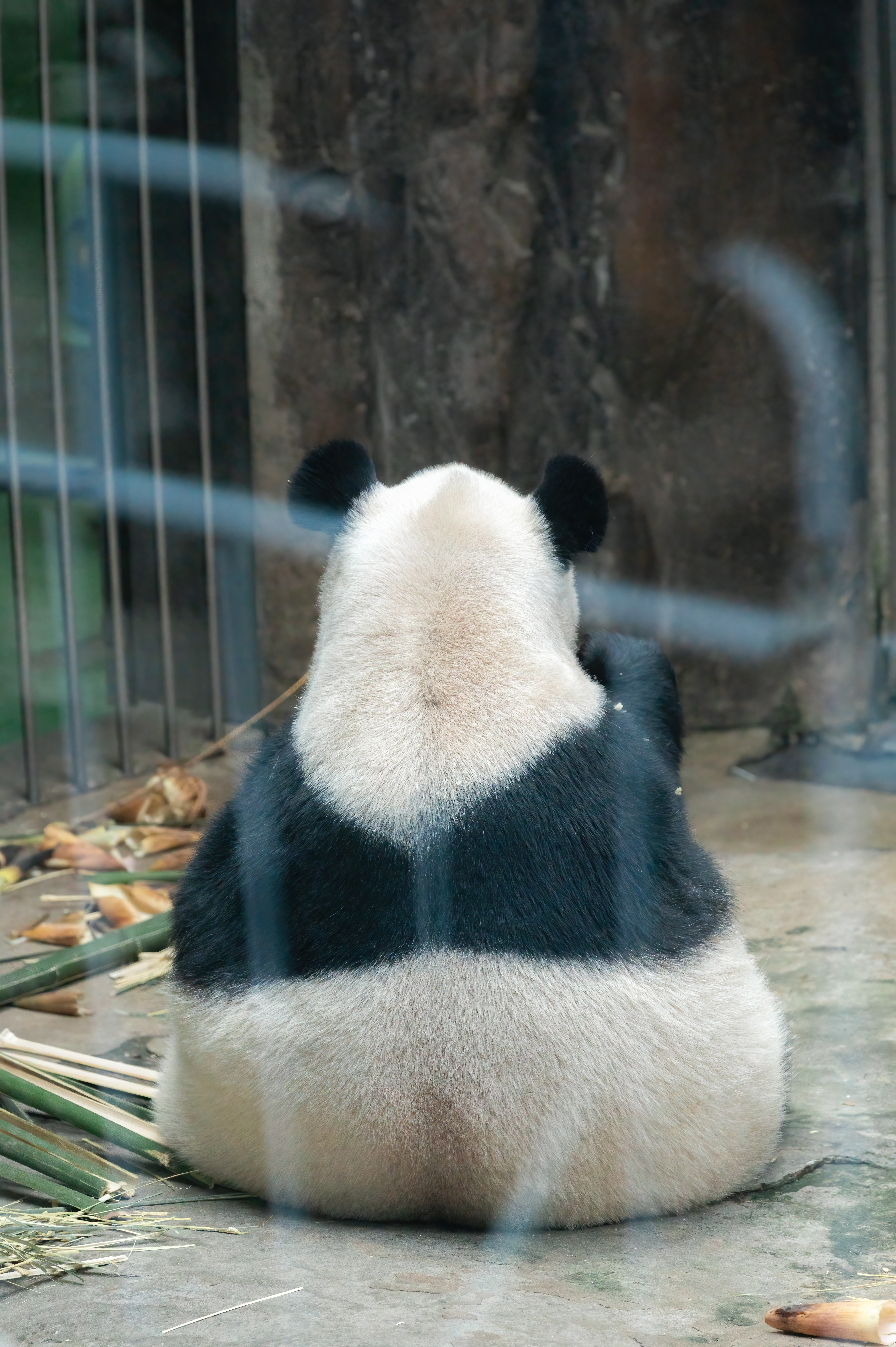 摄影[超话]  肉嘟嘟 圆滚滚🐼 ​​​