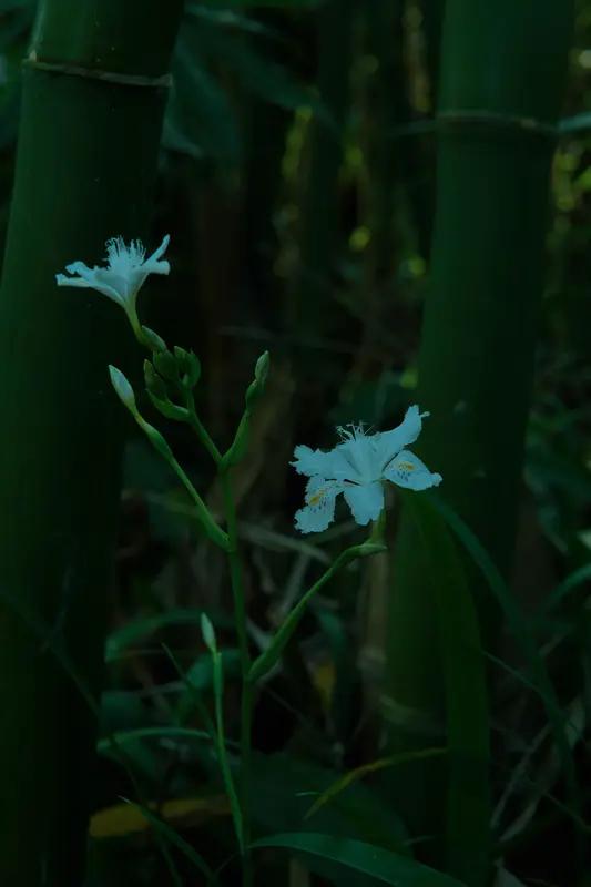上联：花竹弄影千山月；
下联：草木含情一院秋。