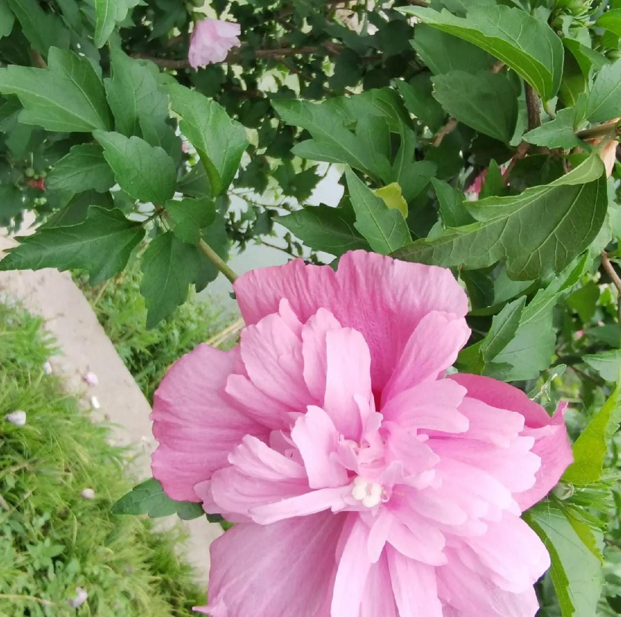 万物并秀的盛夏时节，木槿花也如期绽放啦！

瞧，她美得如诗如画呀，真是''笑展芳