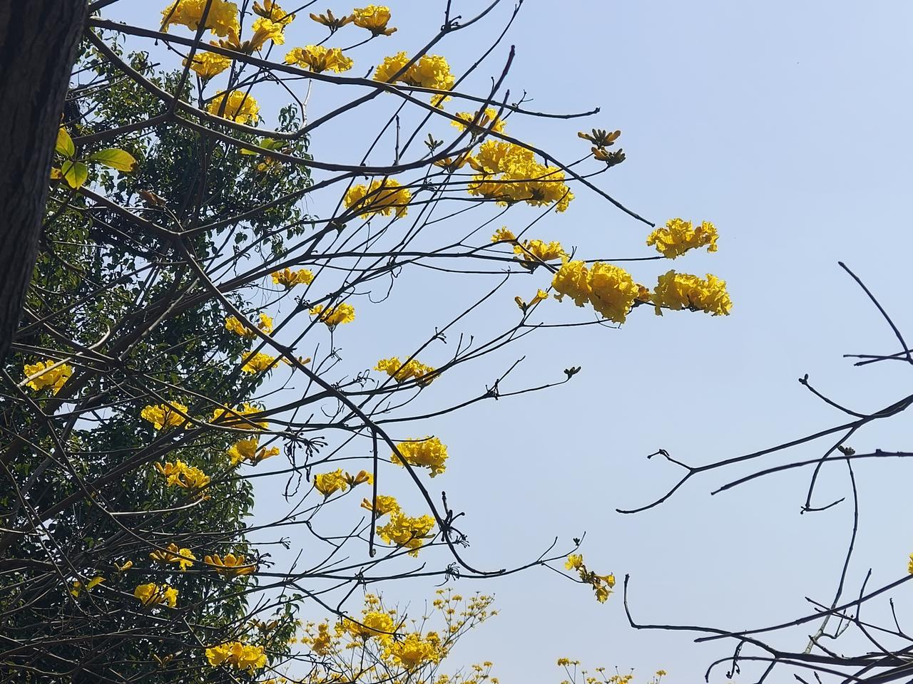 阳光下的黄色花朵，生机勃勃，美丽动人。