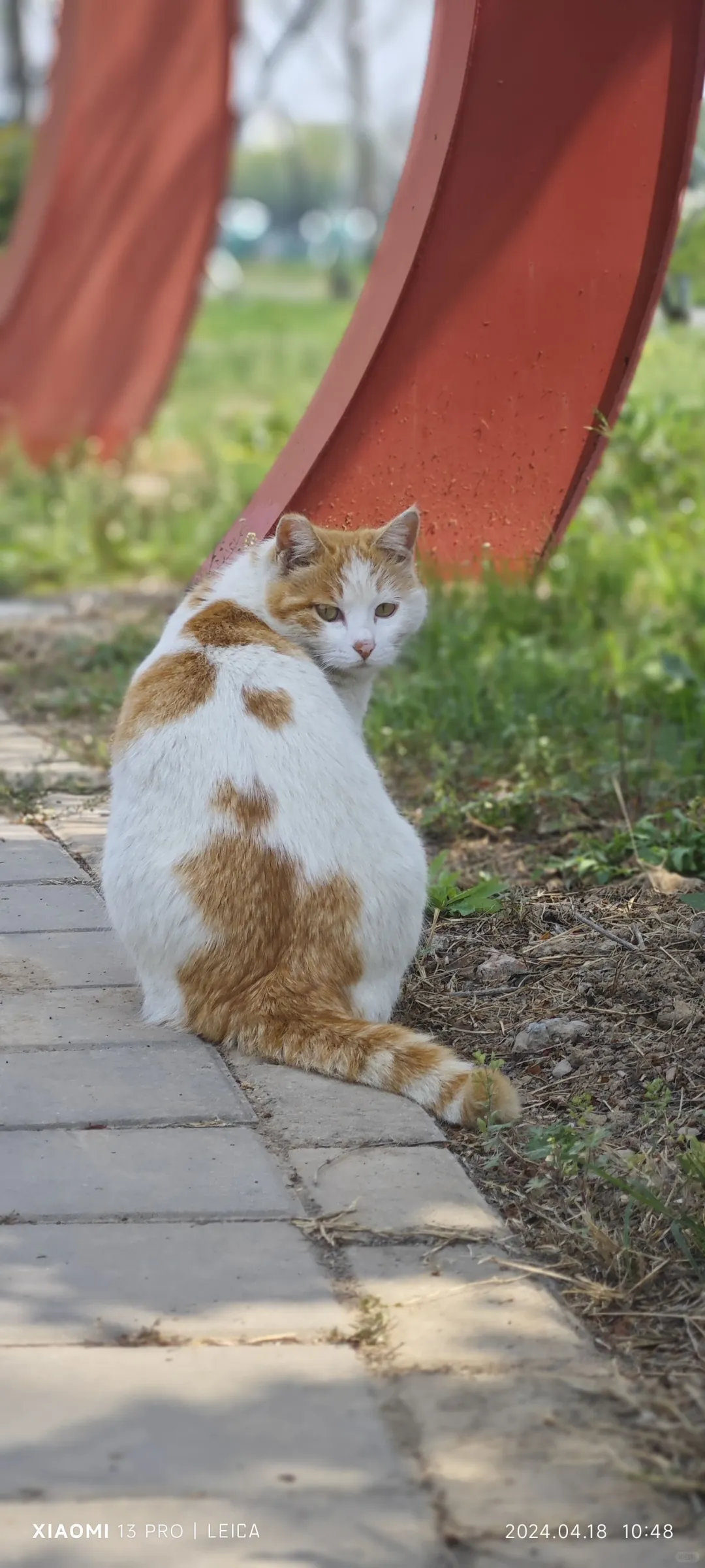 ❗新乡橘白猫猫找领养❗