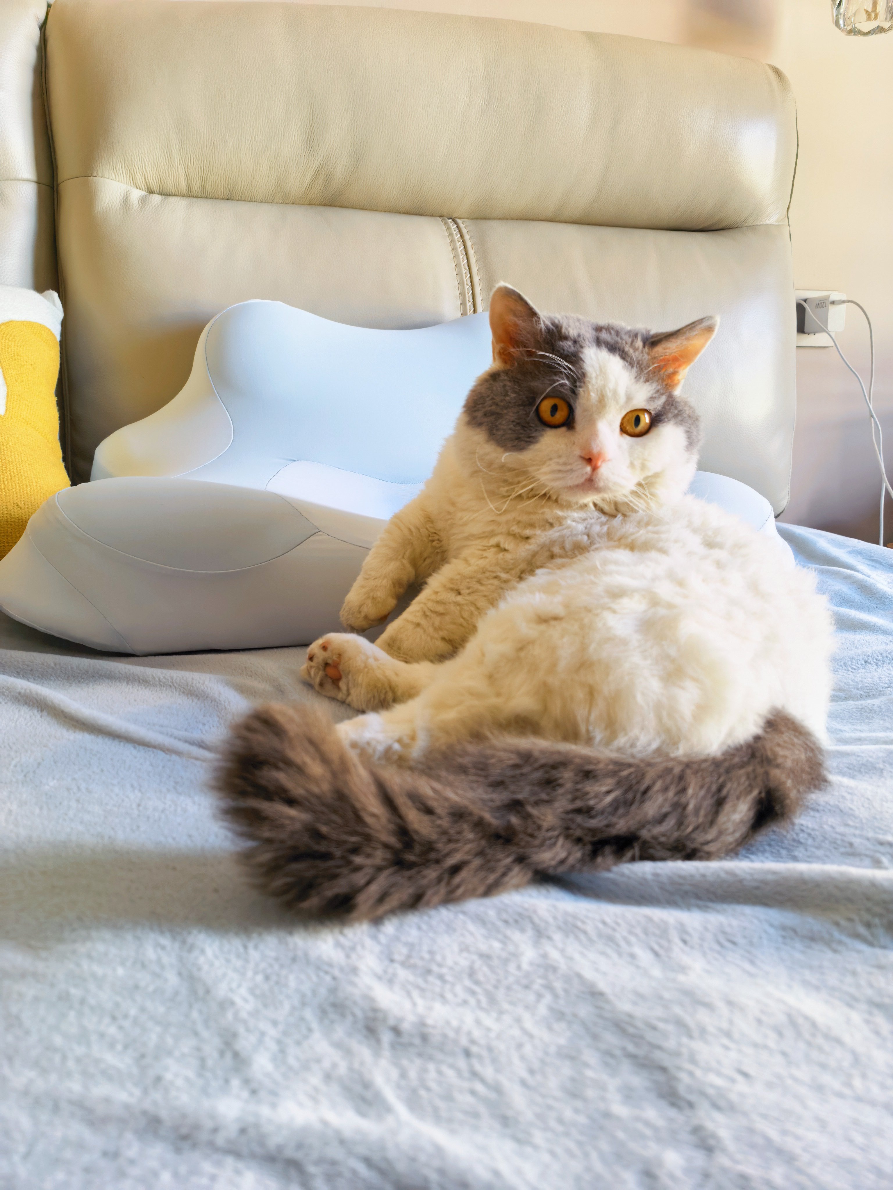 富贵儿祝大家新的一年节节高 