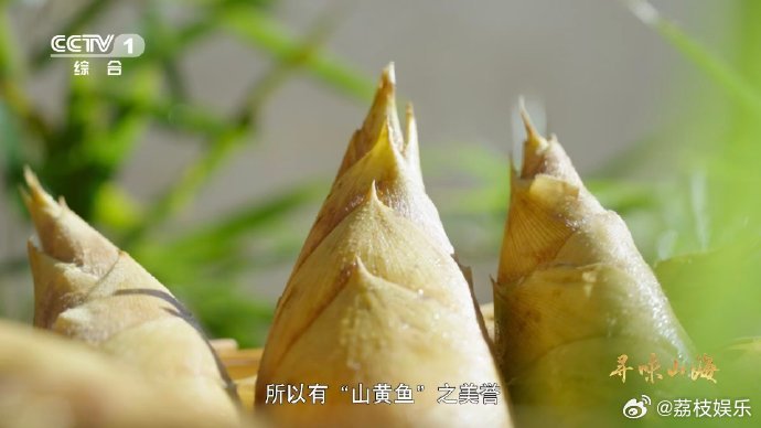 黄泥土里长的黄鱼其实是笋山黄鱼不是鱼 长在深山黄泥里的笋居然叫山黄鱼，生长慢味道