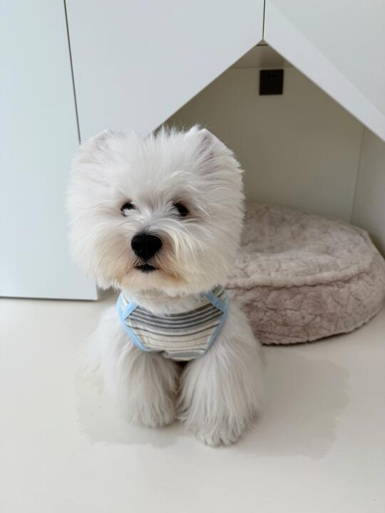 小狗！立正！