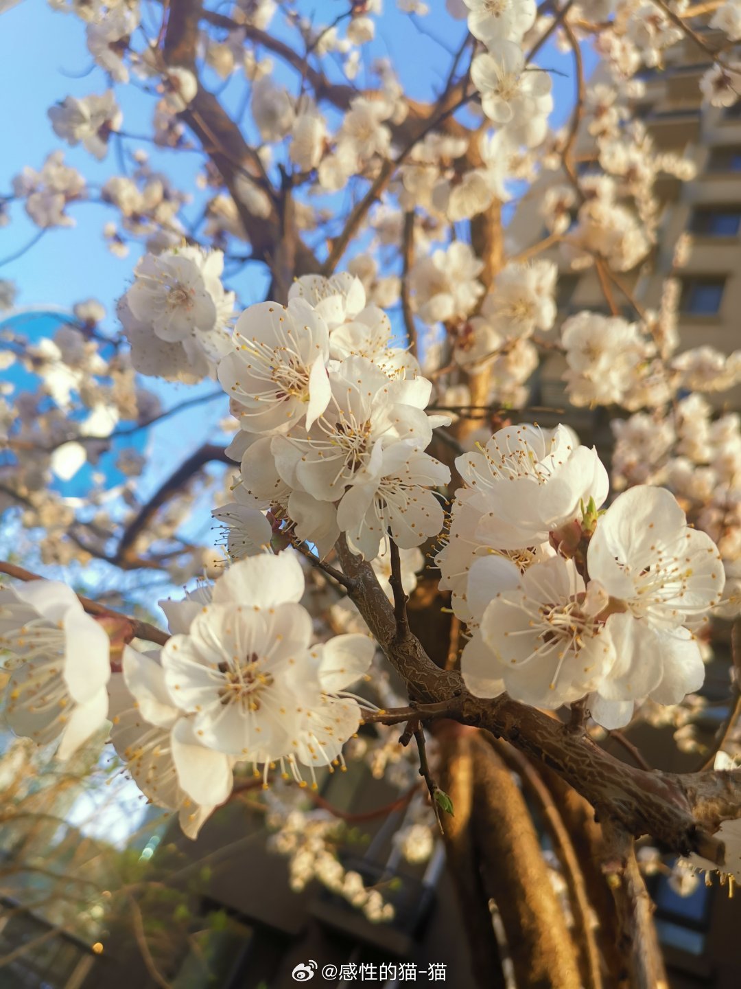 没有一个冬天不可逾越没有一个春天不会到来🌸春暖花开的日子 ​​​