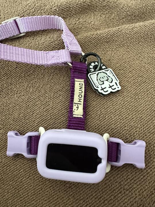 💜你家小狗专属色系是什么💜