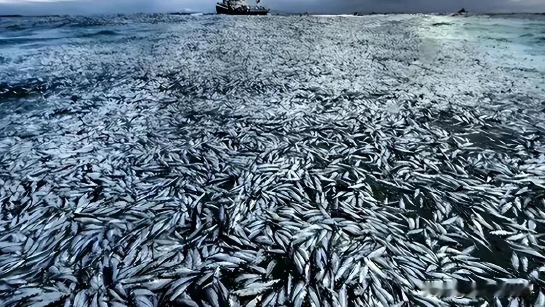 韩国延海出现大量的死鱼
日本一直说他们排的核污水无毒
那这些死去的海洋生灵作何解