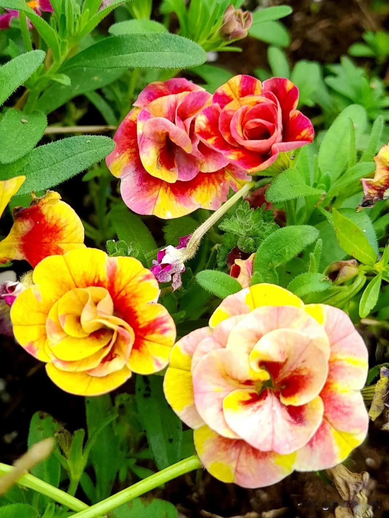 萬鈴花(舞春花、迷你矮牽牛)
Calibrchoa hybrida