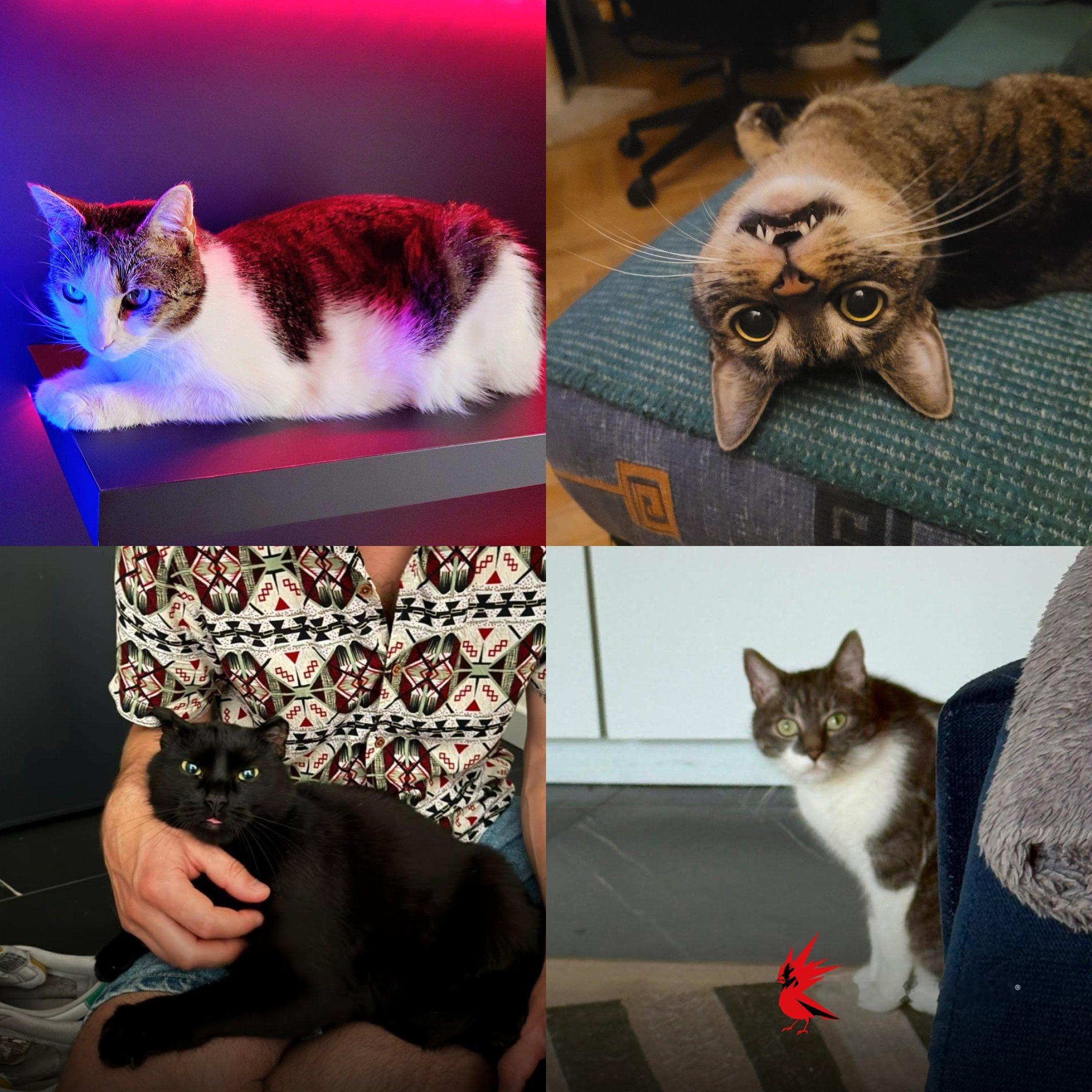 【你好，看看猫】CDPR在国际猫咪日分享了办公室里的猫猫~ 