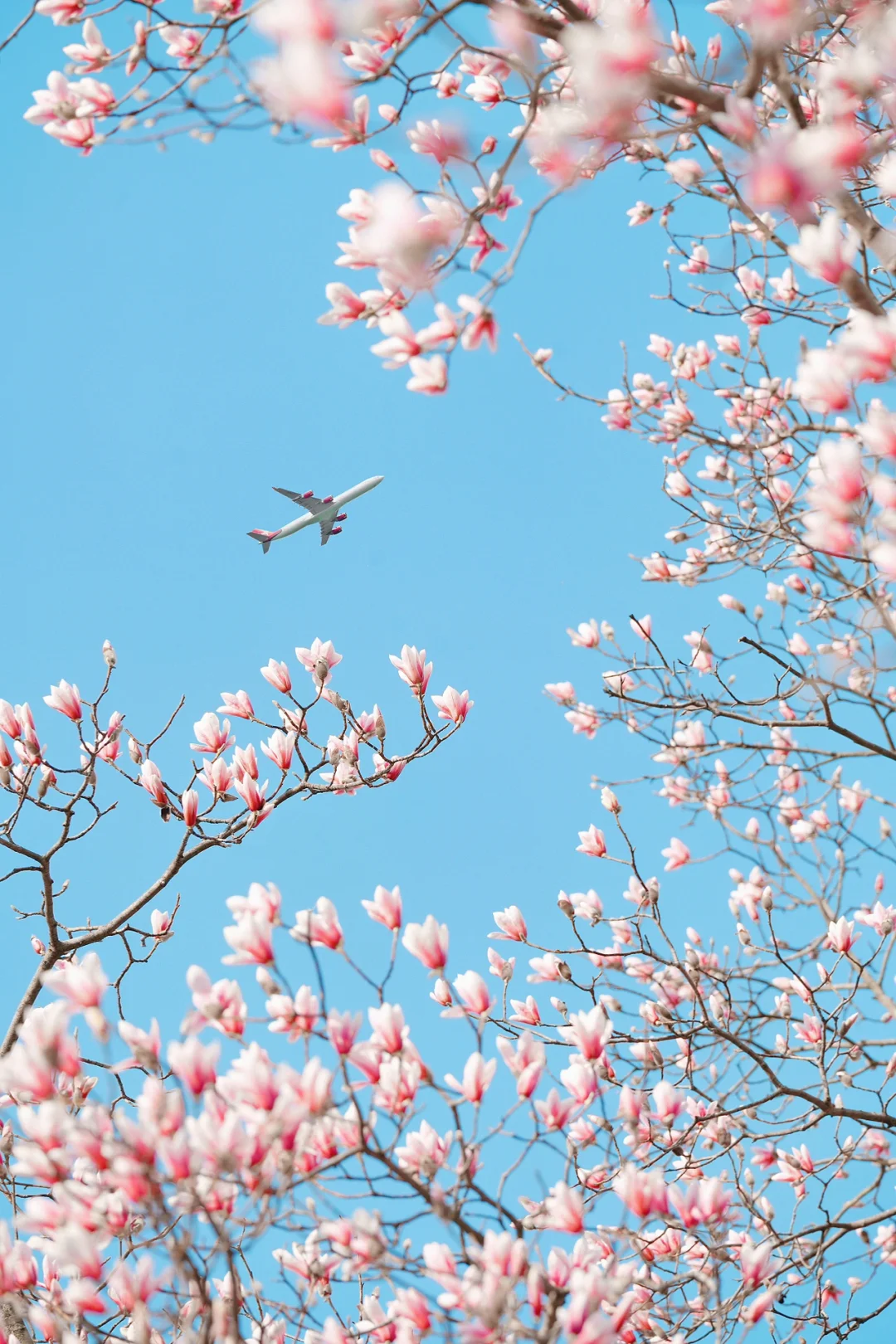 3.2实拍 | 植物园天目玉兰开了，美翻了春天